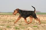 WELSH TERRIER 074